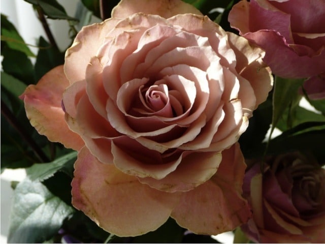 The-Rose.jpg-nggid03150-ngg0dyn-0x480-00f0w010c010r110f110r010t010