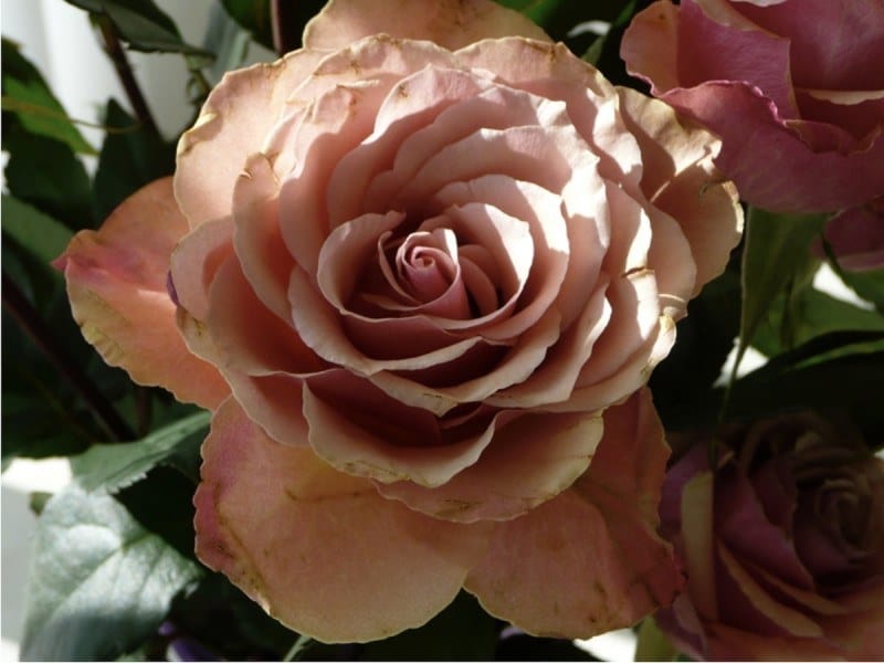 The-Rose.jpg-nggid03150-ngg0dyn-800x600x100-00f0w010c010r110f110r010t010