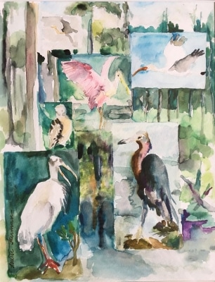Florida  Wildlife, birds