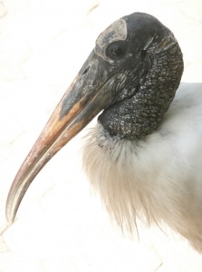 Wood Stork, Backyard Visitor