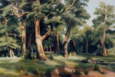 after Shishkin, Trees in Light